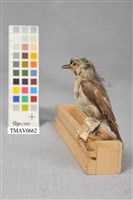 藏品(冠羽畫眉)的圖片